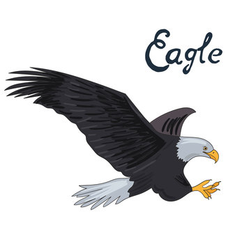 Bird eagle vector illustration