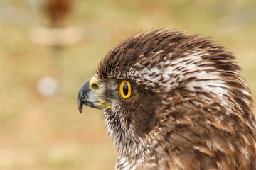 Mirada de Azor. Accipiter gentilis.
