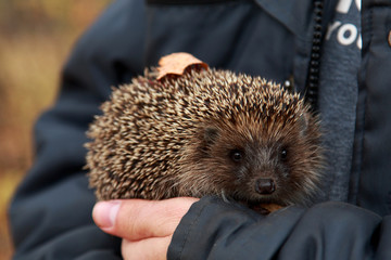 Hand Hedgehog