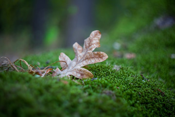 closeup oak leaf in a moss