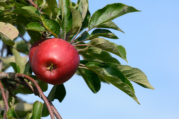 Rote Äpfel hängen am Apfelbaum