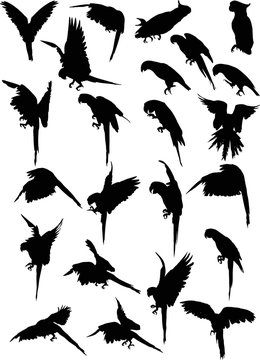 twenty three macaw black silhouettes collection