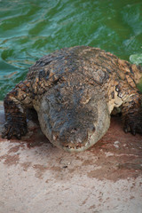 crocodile 21102015