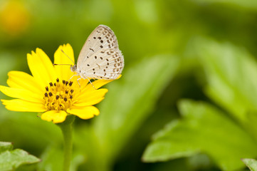 Pale Grass Blue