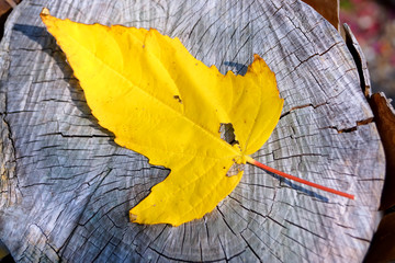 Background of colorful autumn leaves