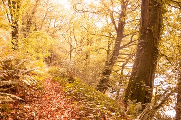 Tranquil autumn scene in forest