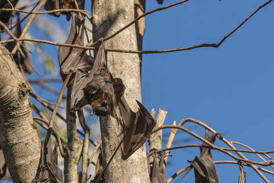 Little red flying-foxes roosting on inland white mahogany tree.