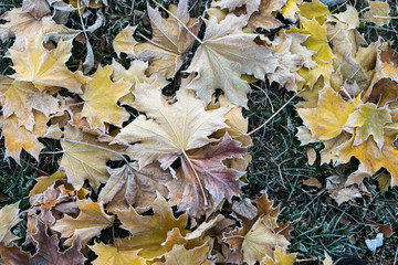 Frosted maple leaves