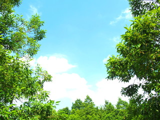 Fototapeta premium 夏の木立と夏空