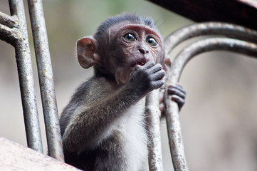 Sweet little monkey