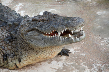 crocodile 21102015