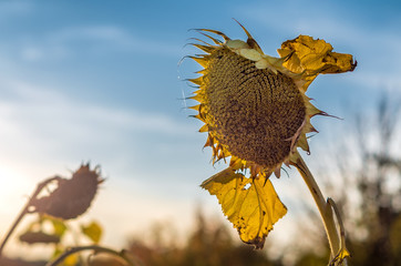 Obraz premium Sunflower on the farm field. Harvesting. Autumn. Fall