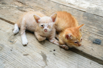 White kitten eyes closed one.