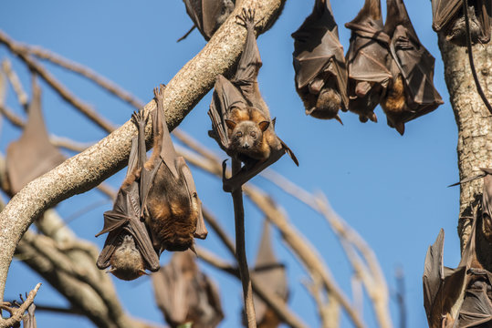 Little red flying foxes roosting in clusters.