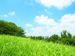 夏草と夏空