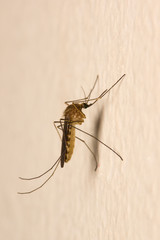 mosquito on a wall