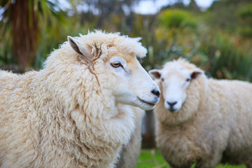 Plakaty  bliska twarz owiec merynosów z Nowej Zelandii w wiejskim inwentarzu daleko