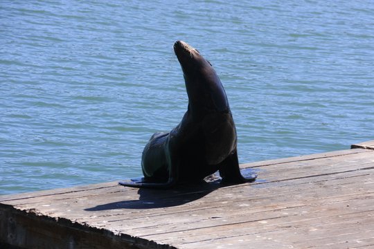 otarie &agrave; San Francisco