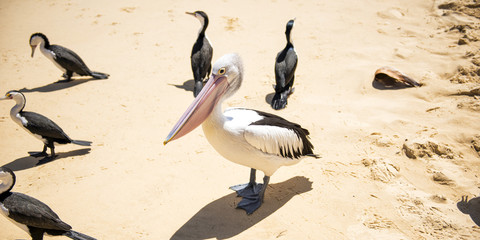 Pelicans and other birds resting on the beach during the day at Tangalooma Island in Queensland on the west side of Moreton Island.