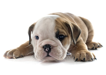 puppy english bulldog