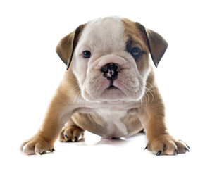 Fototapeta premium puppy english bulldog