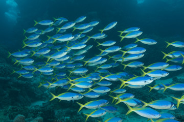 Fototapeta na wymiar Schooling blue-gold fusiliers in the reef