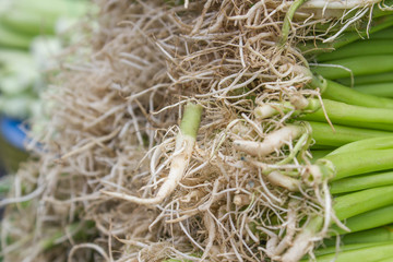morning glory root