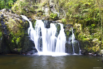 Fototapeta na wymiar Chute d'eau en forêt, chute d'eau dans un lac, dans une forêt dans la région des Vosges pendant le moi de juillet. 