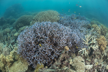Naklejka na ściany i meble Healthy coral reef of the Great Barrier Reef.
