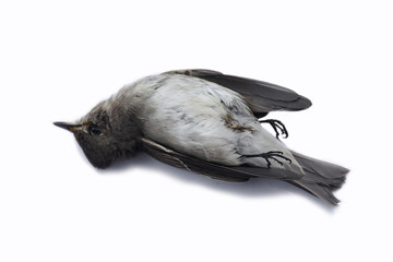 Fototapeta premium dead bird background in nature, isolated dead bird on white.