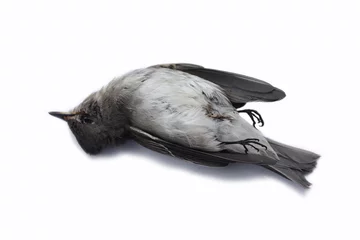 Deurstickers dode vogel achtergrond in de natuur, geïsoleerde dode vogel op wit. © currahee_shutter