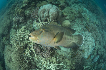 Naklejka na ściany i meble Adult male Napoleon Wrasse in the reef