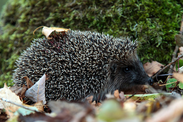 Obraz premium Hand Hedgehog