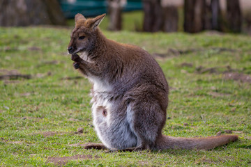 Känguru