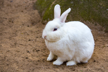 weißer Hase