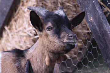 Young goat in a stable 