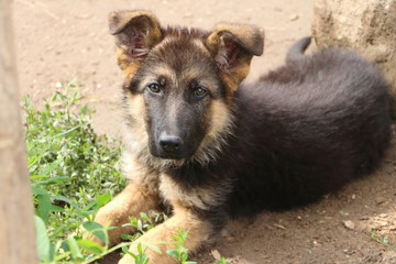 Portrait of a puppy of a German shepherd