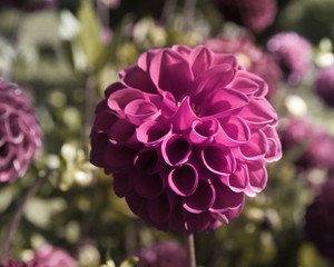 Blühende Balldahlie