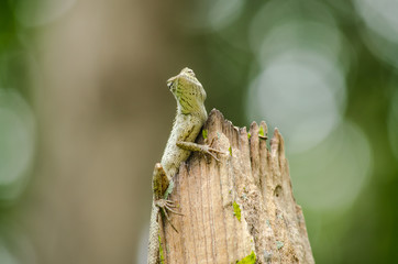 calotes emma alticristatus is spcies name of reptile