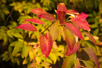 Fototapeta premium Herbst im Detail