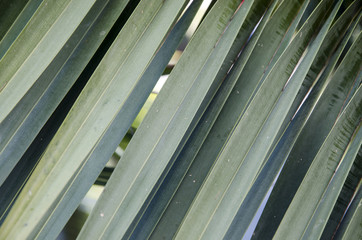 Obraz premium Palm leaf