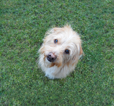 Hund - Hundeblick 2