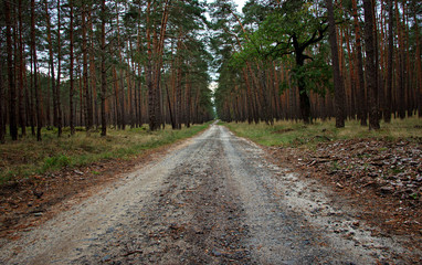 Obraz premium Forest Path Through Magic Forest of Pine Trees