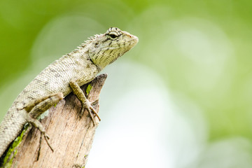 Fototapeta premium calotes emma alticristatus is spcies name of reptile