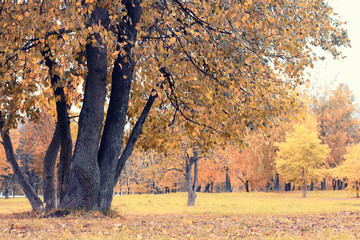 Park landscape lonely tree