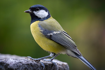 Bird feeding sunflower seeds from the feeder. Parus major