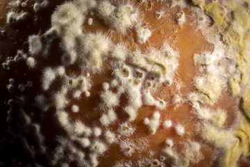 Rotting Apple and Fungal Growths