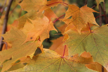 Bunter Laubhintergrund