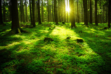 Fototapeta premium Summer forest with sun and shadow