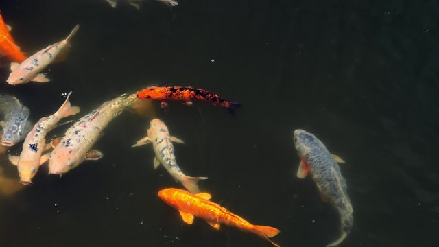 Koi fish pond (carp)